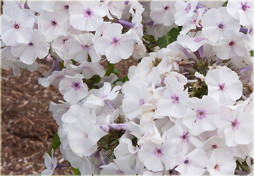 Płomyk wiechowaty All in One, floks Phlox paniculata